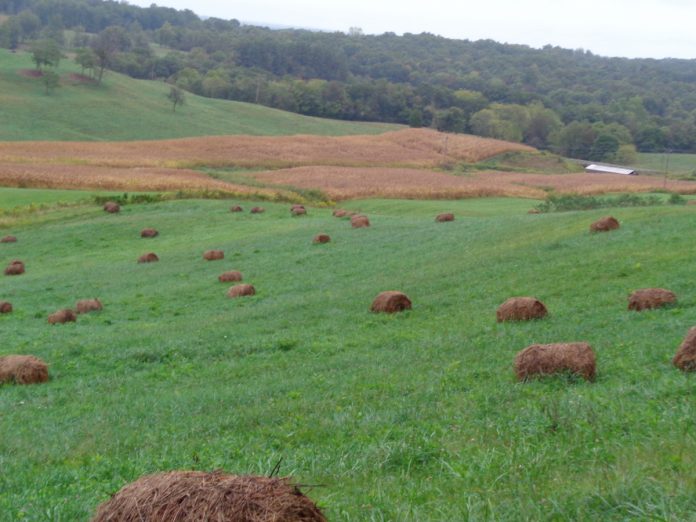 stock pile with hay stock pile with hay