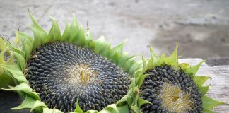 sunflower tops