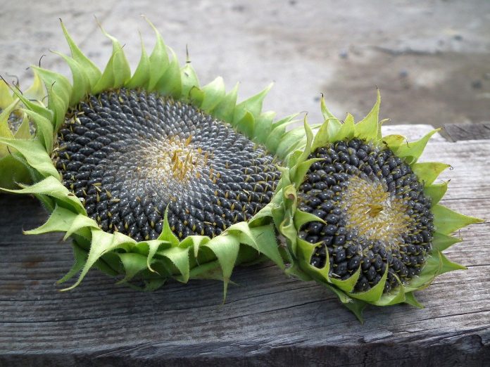 sunflower tops sunflower tops