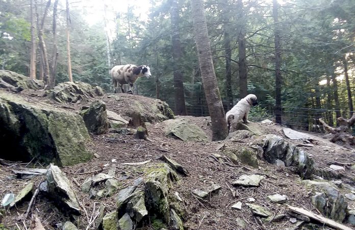 tarma_punica livestock guardian dog pup