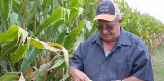 A man holds an ear of corn in both hands, standing in front of a corn field. He is looking at the ear of corn and wearing a baseball hat and glasses.