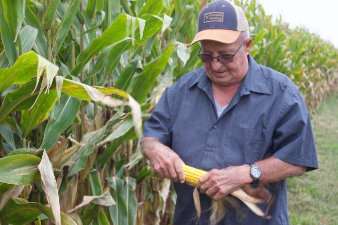 wehr_1 A man holds an ear of corn in both hands, standing in front of a corn field. He is looking at the ear of corn and wearing a baseball hat and glasses.