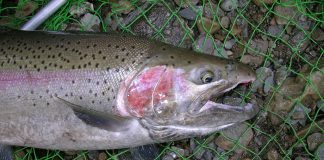 Steelhead