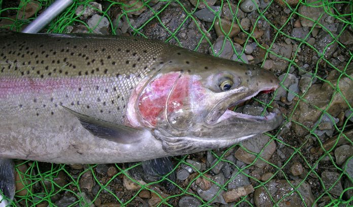 Steelhead Steelhead