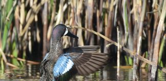 blue-winged teal duck