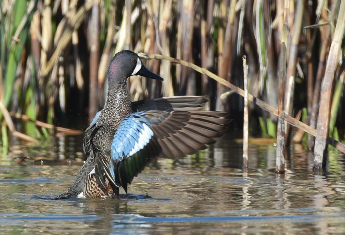 blue-winged teal duck blue-winged teal duck