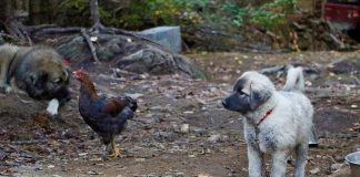 Farei Kennels Punica