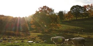 sheep pasture