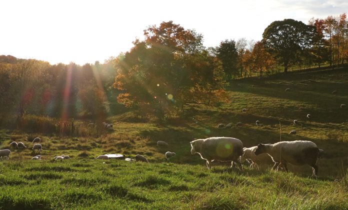 2Y6A6954_edited sheep pasture