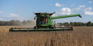 A combine harvesting soybeans in a field.
