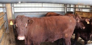 cow in holding pen