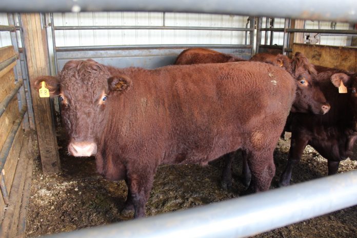 cow in holding pen cow in holding pen