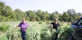 Two woman walk alongside a truck, carrying hemp plants.