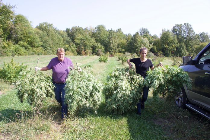hemp harvest 3 Two woman walk alongside a truck, carrying hemp plants.