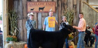 Grand Champion Feeder Calf Steer