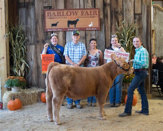 Reserve Champion Feeder Calf Steer