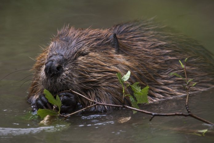 beaver beaver