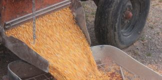corn