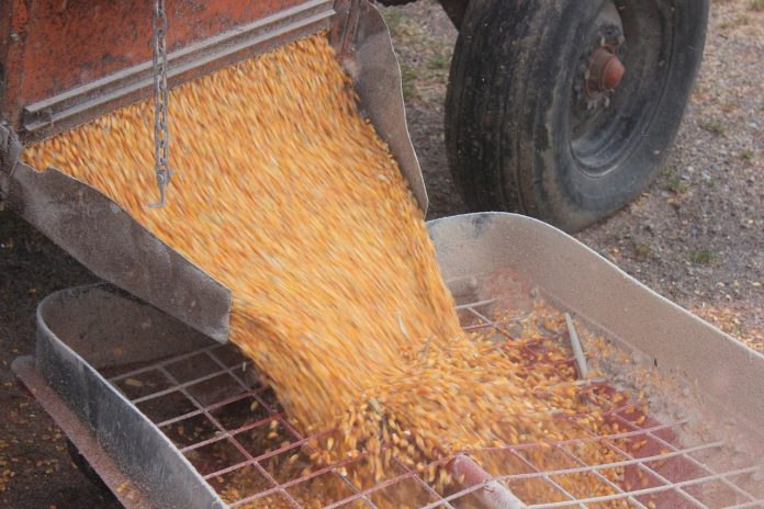 corn corn