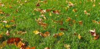 Autumn leaves on green grass.