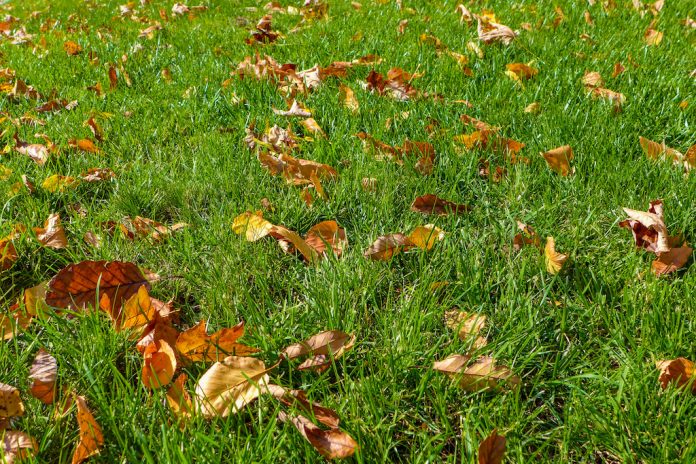 fall leaves metro Autumn leaves on green grass.