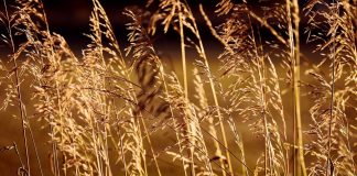 grasses