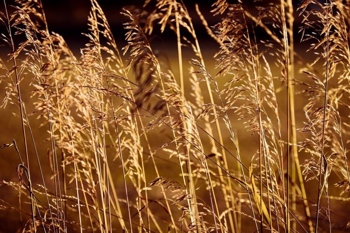 grasses grasses