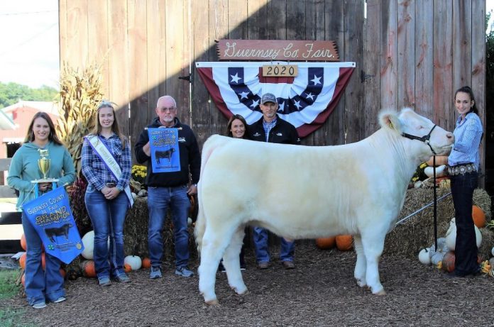 guernsey grand steer Grand steer