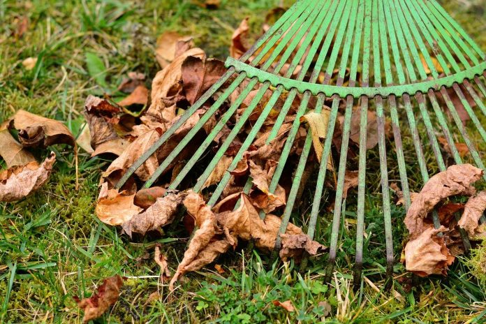 leaves leaves