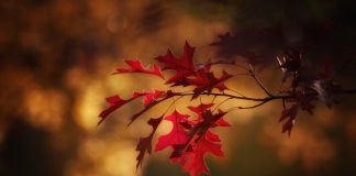 red autumn leaves