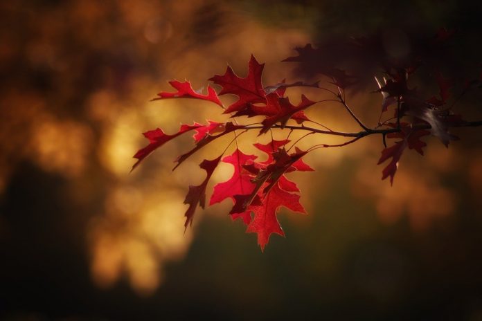 red autumn leaves red autumn leaves