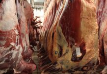 Meat processors face uphill battle to meet demand carcasses hanging in cooler