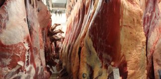 carcasses hanging in cooler