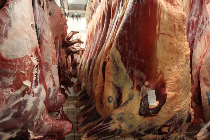 processing carcasses carcasses hanging in cooler