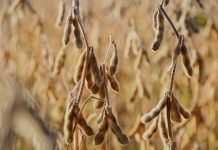 Drought, rain pose unprecedented challenges for Ohio soybean crops soybeans