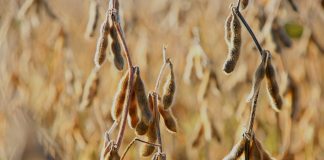 soybeans