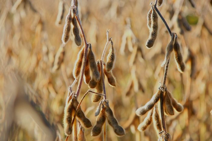 soybeans