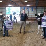 Dairy steer