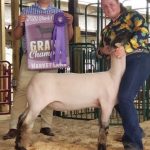 Grand lamb