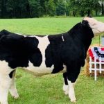 Reserve beef