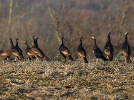 wild turkeys