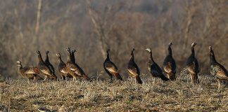 wild turkeys