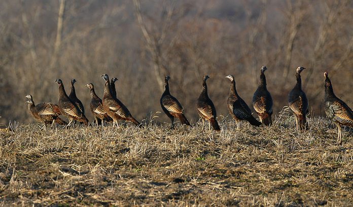 wild turkeys wild turkeys