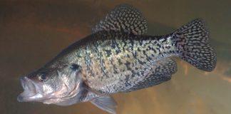 crappie