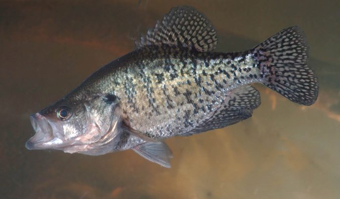 crappie
