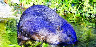 beaver