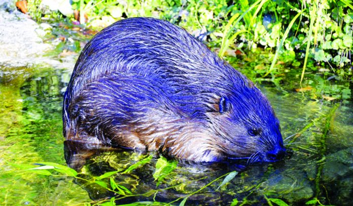 beaver beaver
