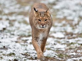Bobcat