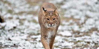 Bobcat