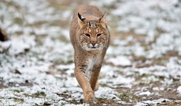 Bobcat Bobcat